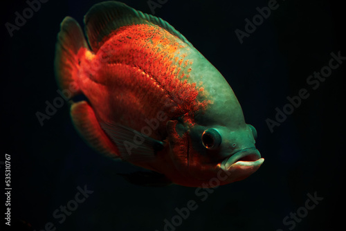 Bright red Astronotus fish deep in the dark sea water. Neon lights. Animals in the wild photo