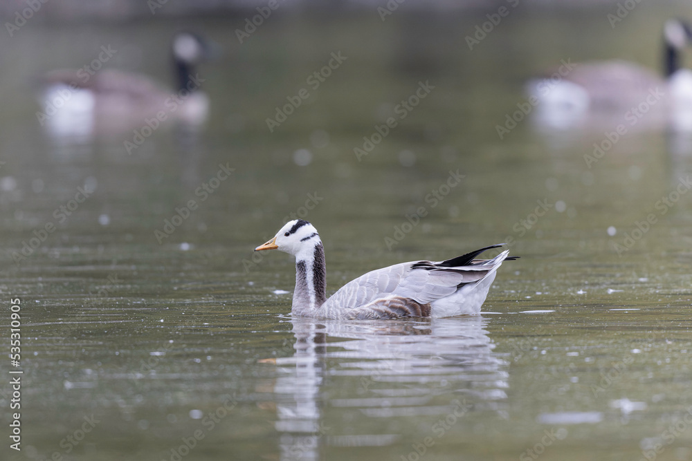 Bar-headed goose Anser indicus swimming on a pond in France Bar-headed goose Anser indicus swimming on a pond in France