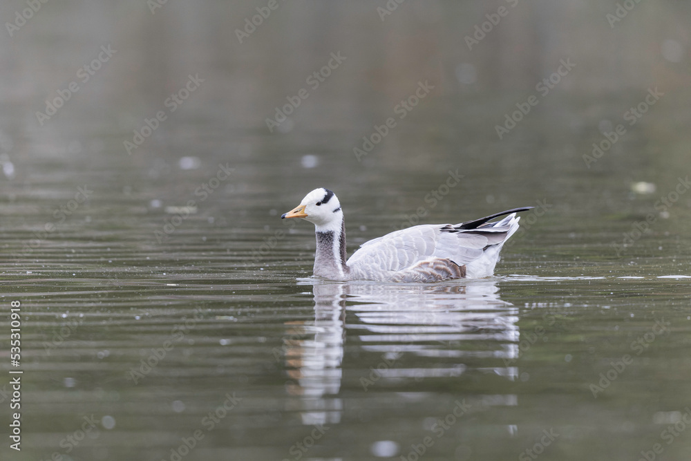 Fototapeta premium Bar-headed goose Anser indicus swimming on a pond in France