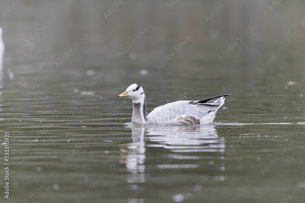 Bar-headed goose Anser indicus swimming on a pond in France Bar-headed goose Anser indicus swimming on a pond in France