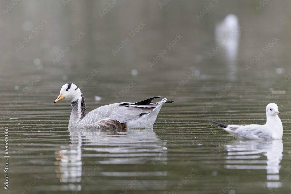 Bar-headed goose Anser indicus swimming on a pond in France