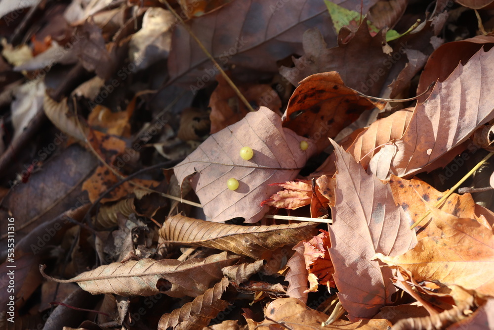 Naklejka premium 謎の玉