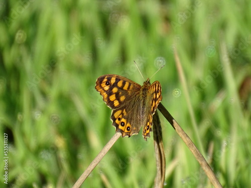 Butterfly perching on a branch