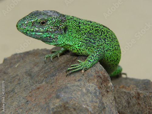 Green lizard head close-up, profile photo
