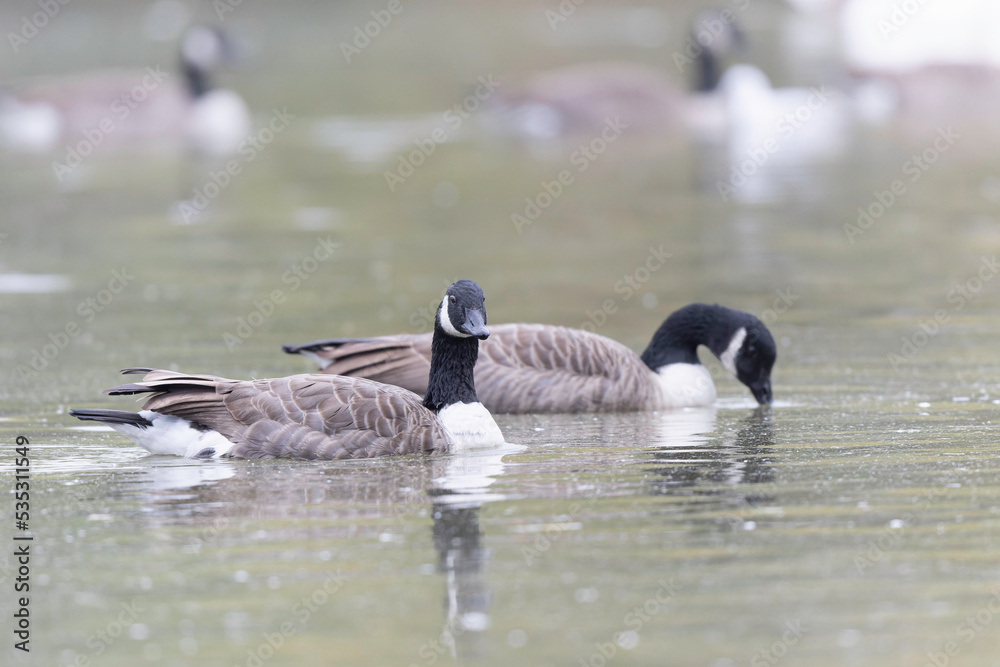 Canada goose swimming on a pond in the morning mist of a winter day Canada goose swimming on a pond in the morning mist of a winter day