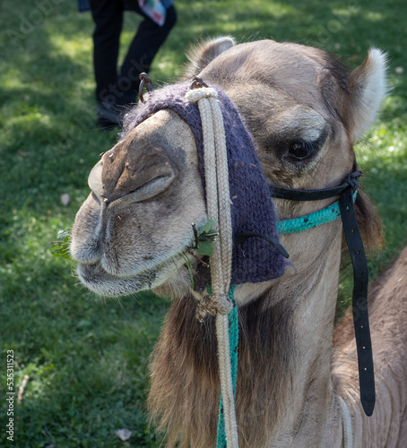 Beautiful Dromedary camel decorated in the medieval fair of Jaca that is celebrated in August