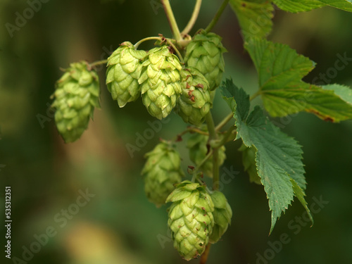 Hopfen photo