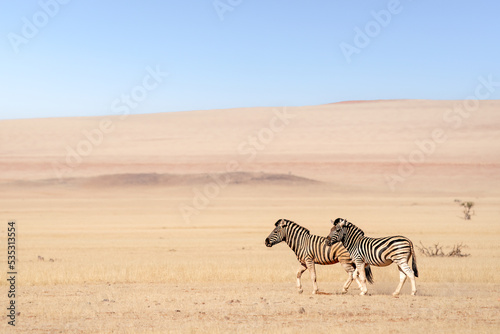 Burchell's zebras (Equus quagga burchellii) in the Namib desert, Namibia photo