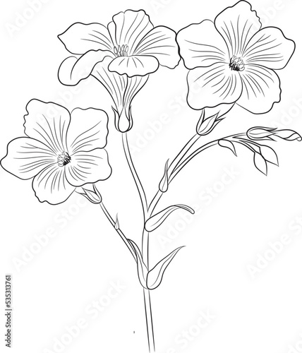 Black & white  hibiscus flower isolated on white