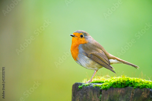 European robin or robin redbreast in the forest © Hajakely