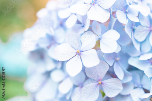 Details of blue petals. Macro photo of hydrangea flower. Beautiful colorful blue texture of flowers for designers. Hydrangea macrophylla. Banner © Shi 