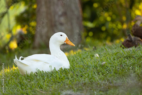 A cute domestic duck rests in the grass during the evening in Sarasota, Florida