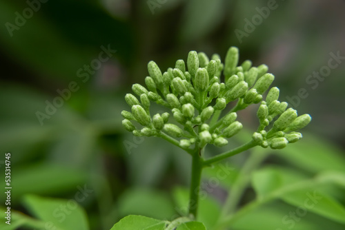 selective focus of green small flowers 