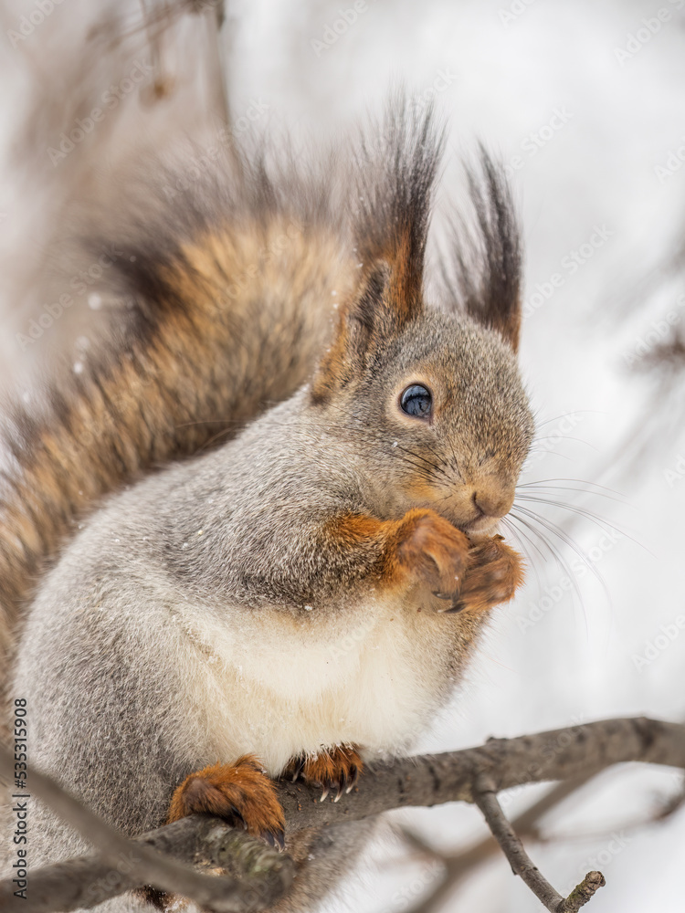 The squirrel with nut sits on tree in the winter or late autumn The squirrel with nut sits on tree in the winter or late autumn