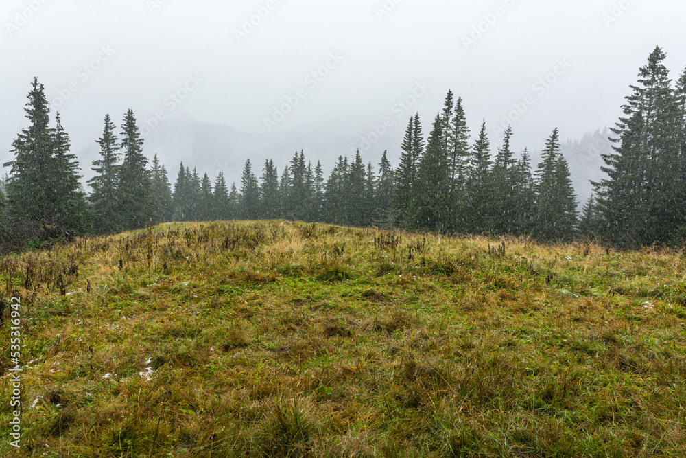 A gloomy day in a clearing in the forest during the autumn snowfall. A gloomy day in a clearing in the forest during the autumn snowfall.