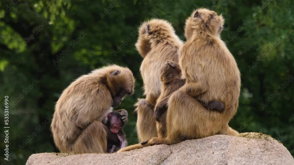 Close up of bleeding heart monkeys sitting on a rock Close up of bleeding heart monkeys sitting on a rock