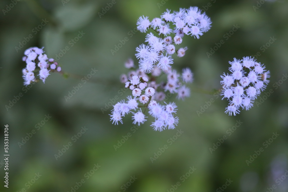 flowers in the field flowers in the field
