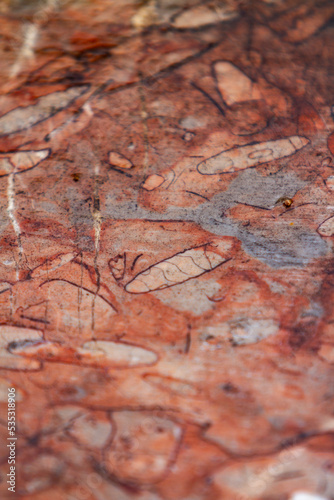 Red fossiliferous limestone