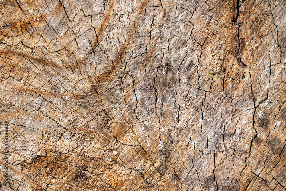 Texture de bois, intérieur d'un tronc d'arbre Texture de bois, intérieur d'un tronc d'arbre