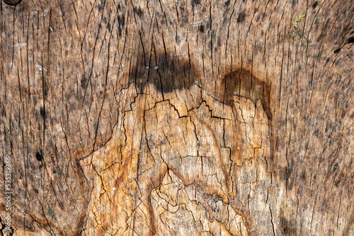 Texture de bois, intérieur d'un tronc d'arbre avec un motif laissant penser a un visage photo