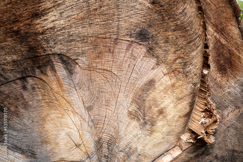 Texture de bois, intérieur d'un tronc d'arbre  photo