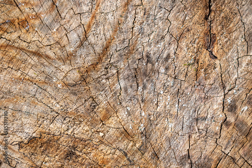 Texture de bois, intérieur d'un tronc d'arbre 