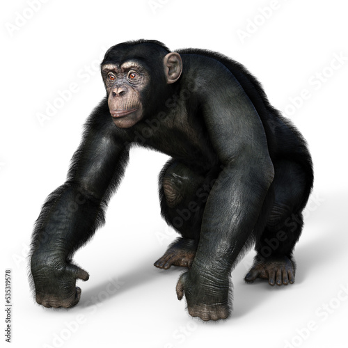 Chimpanzee monkey, illustration