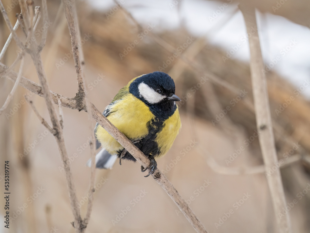 Fototapeta premium Cute bird Great tit, songbird sitting on a branch without leaves in the autumn or winter.
