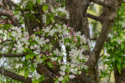 Crabapple Blossoms In Spring In Wisconsin