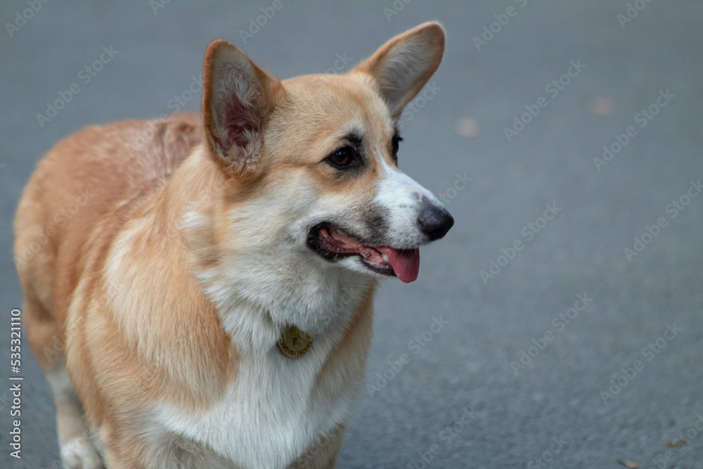 portrait of a dog