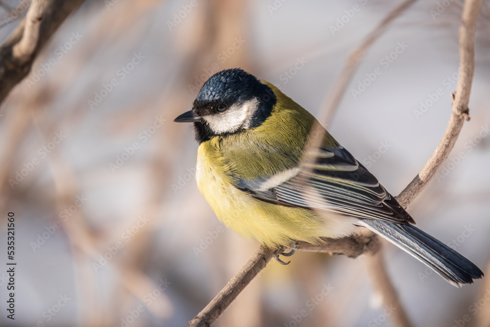 Obraz premium Cute bird Great tit, songbird sitting on a branch without leaves in the autumn or winter.