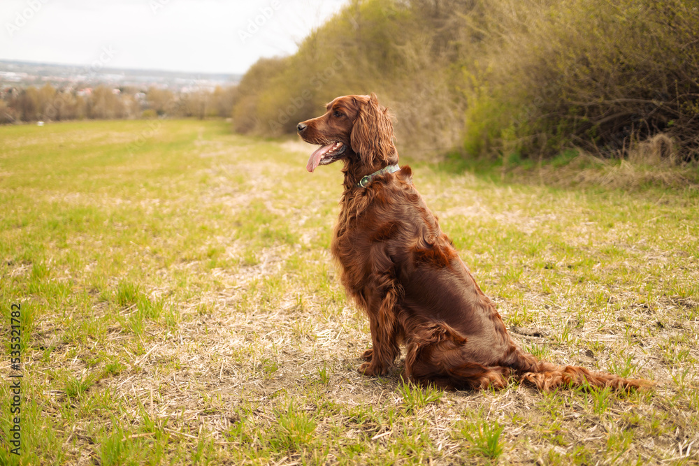 Happy English setter dog at an outdoor meadow in the woods. Dog at a park on a sunny day. 