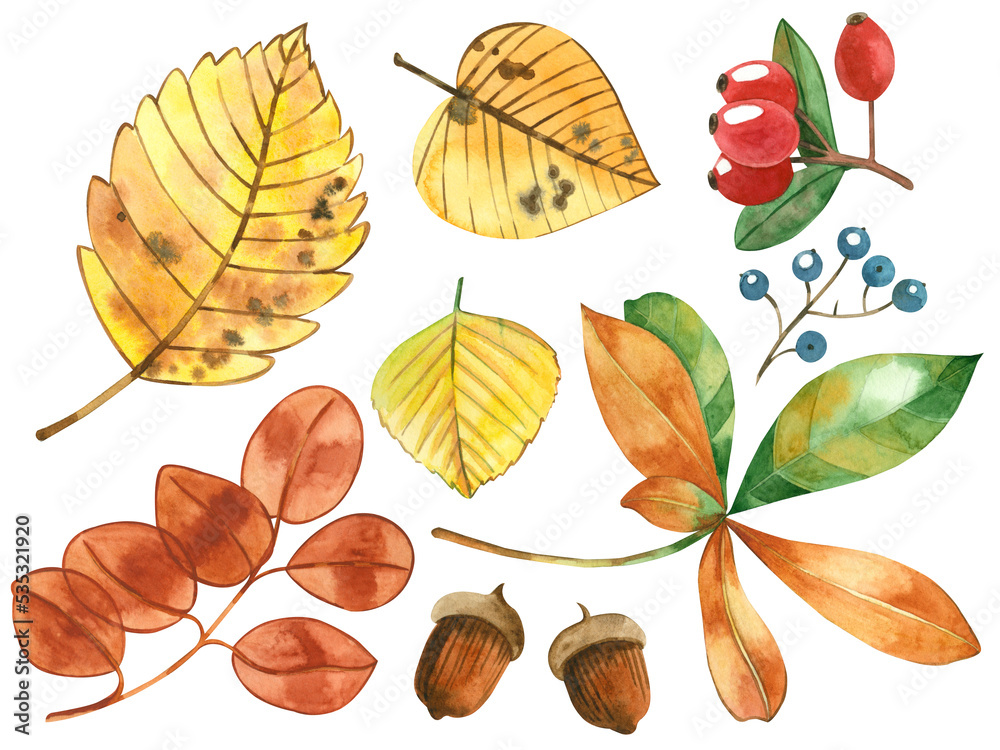 A set of watercolor elements. Autumn leaves of chestnut, birch, berries, acorns hand-painted in watercolor on a white background. Perfect for printing greeting cards invitation decor A set of watercolor elements. Autumn leaves of chestnut, birch, berries, acorns hand-painted in watercolor on a white background. Perfect for printing greeting cards invitation decor