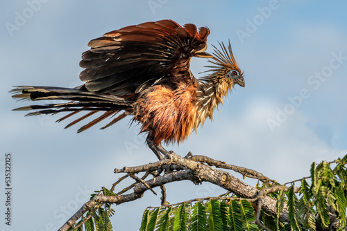 Hoatzin (Opisthocomus hoazin), endemic bird of the Amazon Region perched on the branch, Cuyabeno wildlife reserve, Ecuador photo