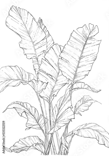 Strelitzia nicolai plant illustration, drawing, artwork, sketch