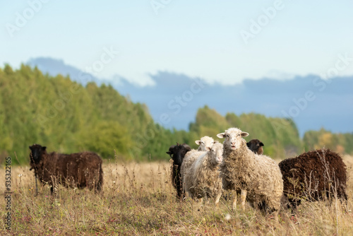 sheep and lamb on green grass..