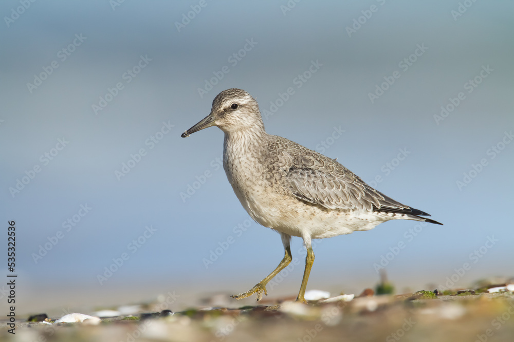Shorebird - juvenile Calidris canutus, Red Knot on the Baltic Sea shore, migratory bird Poland Europe Shorebird - juvenile Calidris canutus, Red Knot on the Baltic Sea shore, migratory bird Poland Europe