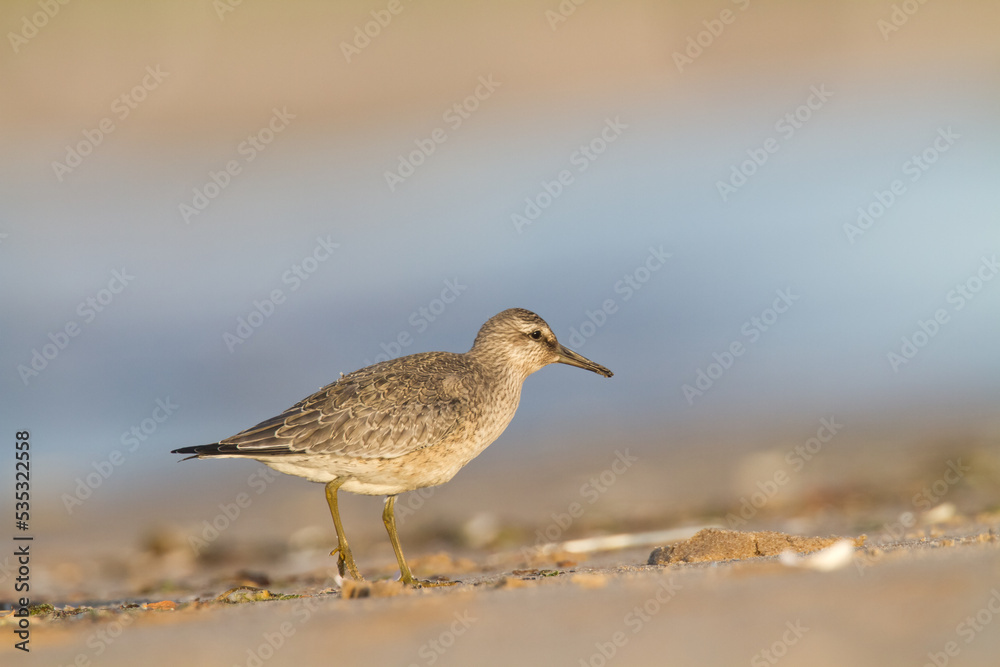 Shorebird - juvenile Calidris canutus, Red Knot on the Baltic Sea shore, migratory bird Poland Europe Shorebird - juvenile Calidris canutus, Red Knot on the Baltic Sea shore, migratory bird Poland Europe