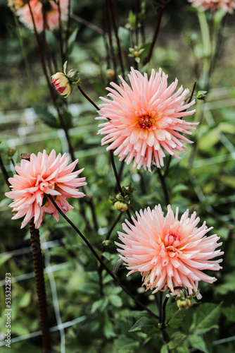 Dahlias in the garden on a large green bush. Delicate flower buds. Growing flowers. 