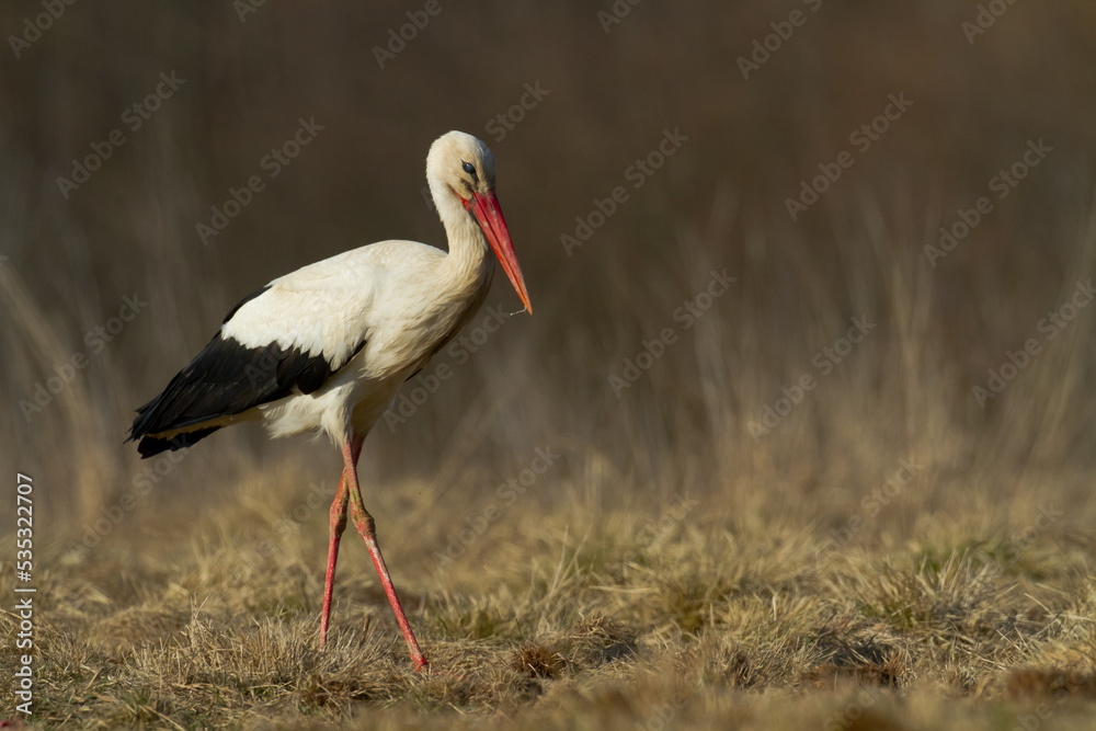 Bird White Stork Ciconia ciconia hunting time early spring in Poland Europe Bird White Stork Ciconia ciconia hunting time early spring in Poland Europe