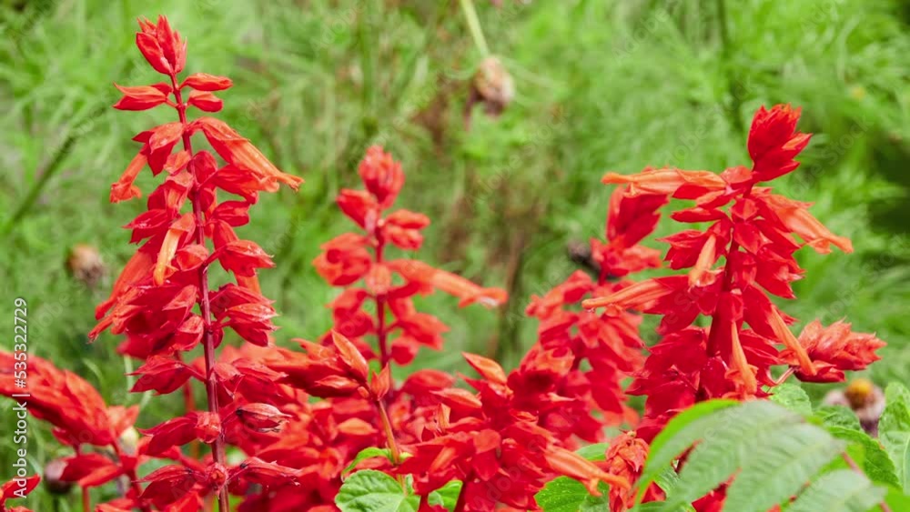 Salvia splendens, scarlet sage, is tender herbaceous perennial plant