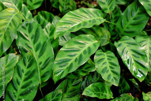 Exotic 'Calathea Wiotii' plant with multicolored green stripe pattern on leaves