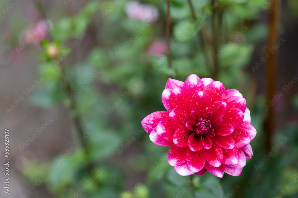 Dahlien