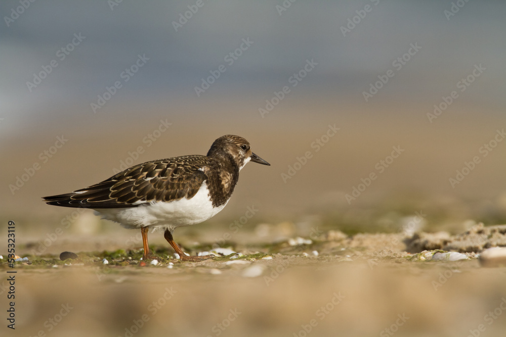 bird - Ruddy Turnstone migratory Arenaria interpres shorebird, migratory bird, Poland Europe Baltic Sea bird - Ruddy Turnstone migratory Arenaria interpres shorebird, migratory bird, Poland Europe Baltic Sea