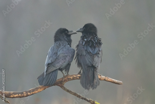 beautiful two ravens Corvus corax North Poland Europe, birds perched on tree, dark background photo