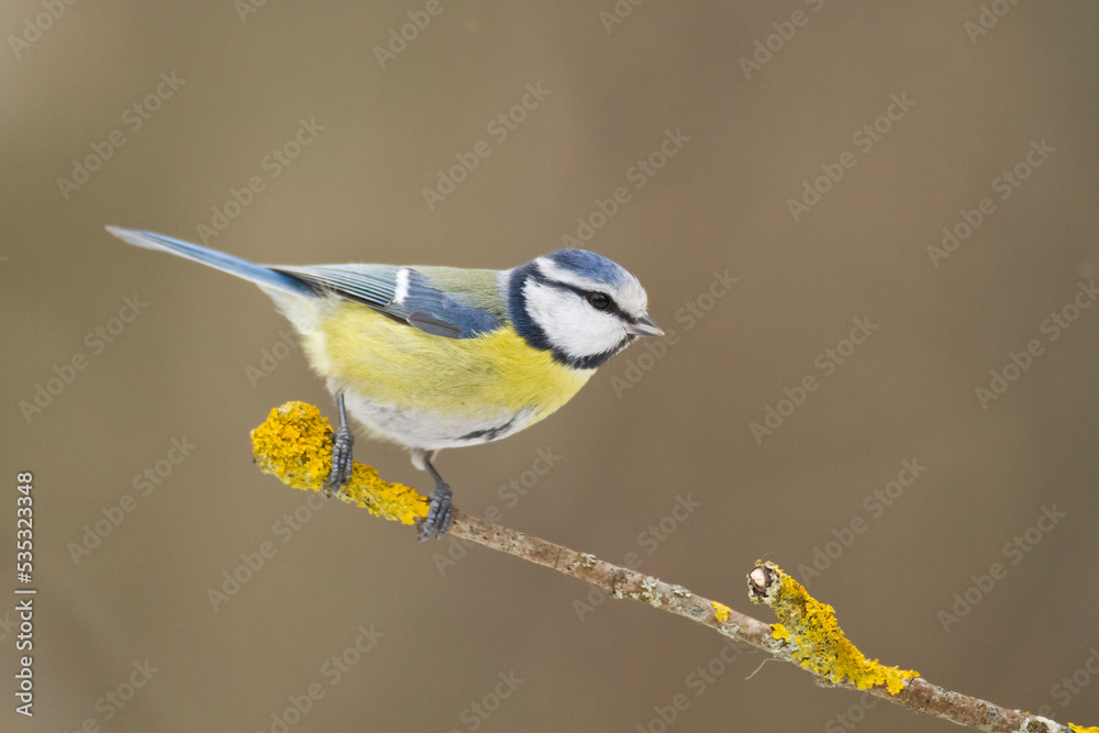 Obraz premium Bird - Blue Tit Cyanistes caeruleus perched on tree