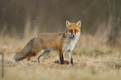 Fox Vulpes vulpes in autumn scenery, Poland Europe, animal walking among autumn meadow in amazing light