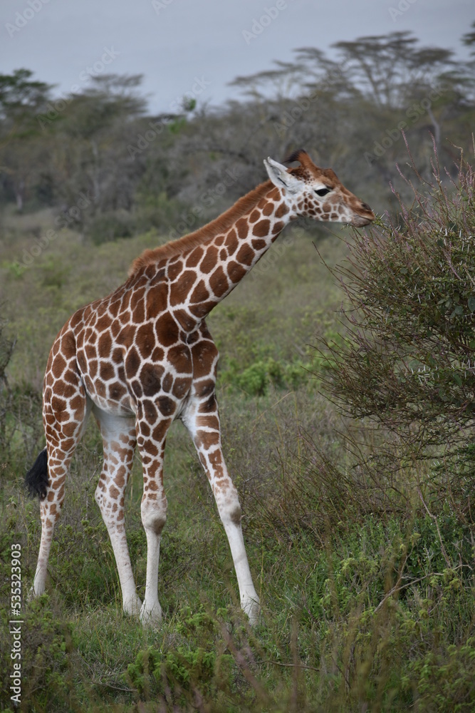 Obraz premium Baby giraffe eating 
