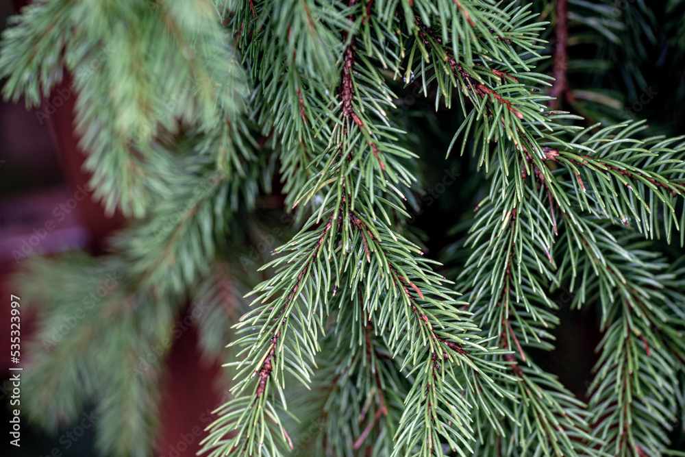 branches of a pine