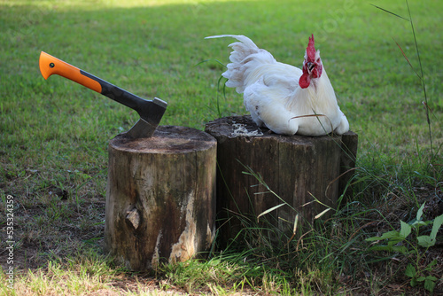 Bilde på lerret White rooster before slaughter and axe in wooden stump